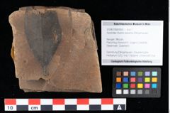 Foto (Objekt + Etikett) von Xylomites rhamni aizoonis Ettingshausen (NHMW-GEO-2024-0188-0065)